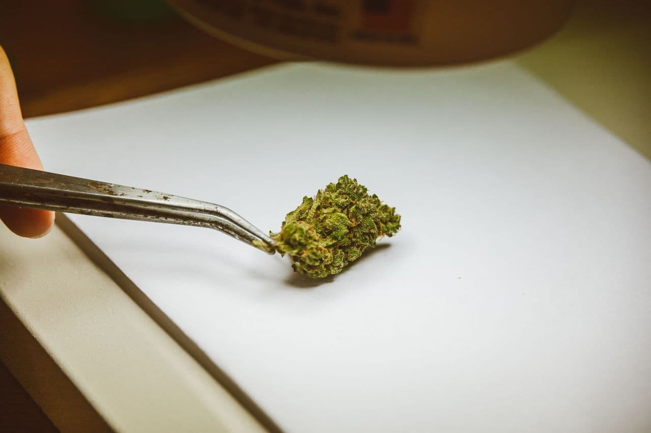 A cannabis flower examined with tweezers in a dispensary
