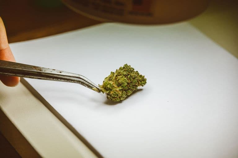 A cannabis flower examined with tweezers in a dispensary