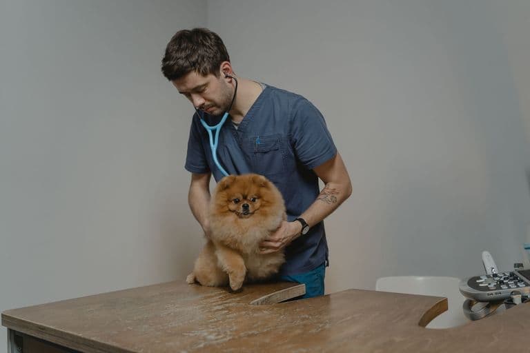 A veterinarian examining a small dog with a stethoscope